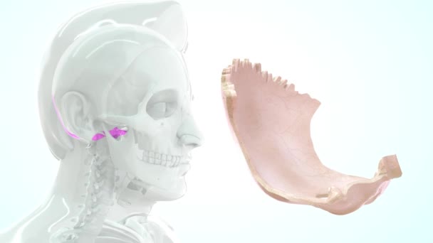 Imágenes Anatomía Humana Occipital — Vídeos de Stock