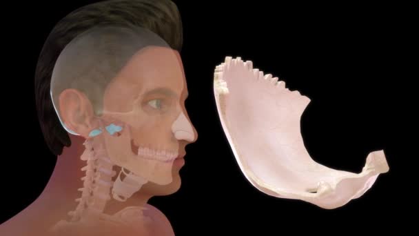 人体解剖和枕骨3D段 — 图库视频影像