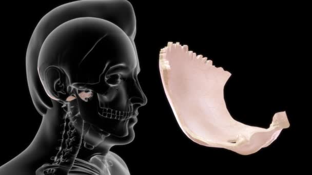 Boyutlu Insan Anatomisi Oksipital Görüntüler — Stok video