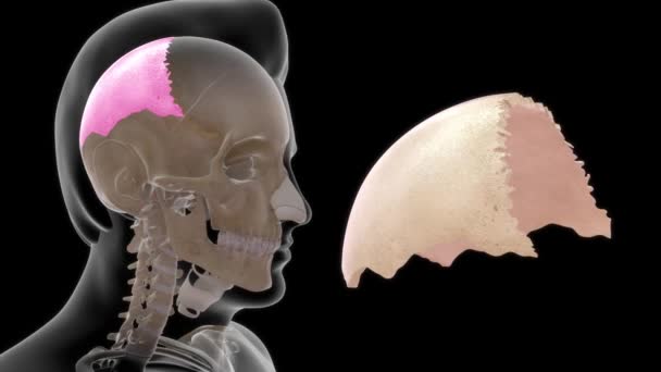 Aufnahmen Der Menschlichen Anatomie Und Des Perietalen Teils — Stockvideo
