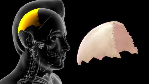 Nsan Anatomisi Perietal Bölümünün Boyutlu Görüntüleri — Stok video