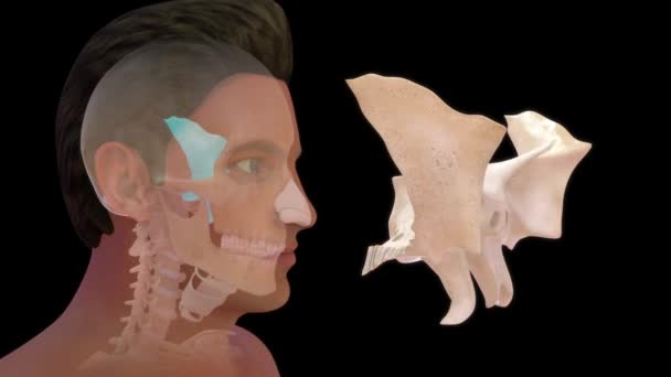 Images Anatomie Humaine Des Sphénoïdes — Video