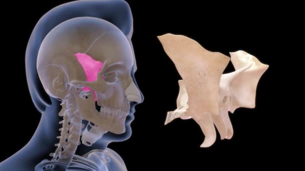 Imágenes Anatomía Humana Esfenoides — Vídeo de stock