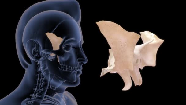 Nsan Anatomisi Sfenoidin Boyutlu Görüntüleri — Stok video