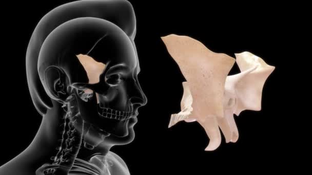 Aufnahmen Menschlicher Anatomie Und Sphenoid — Stockvideo