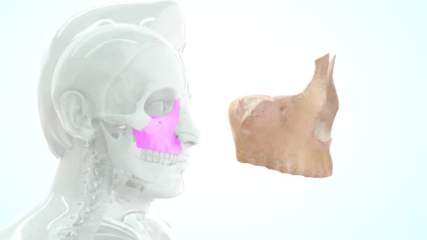 Imágenes Hueso Anatomía Humana Maxilar — Vídeos de Stock