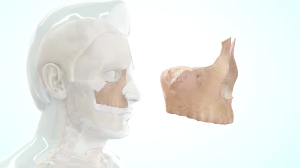 Beelden Van Bot Menselijke Anatomie Maxilla — Stockvideo