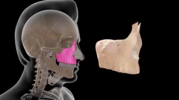 Beelden Van Bot Menselijke Anatomie Maxilla — Stockvideo