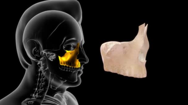 Imágenes Hueso Anatomía Humana Maxilar — Vídeos de Stock