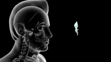 İnsan anatomisi ve orta kulak 3D görüntüsü