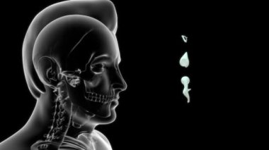 İnsan anatomisi ve dişlerinin 3 boyutlu görüntüleri.
