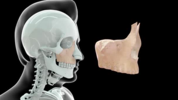 Кадры Анатомии Кости Человека Челюсти — стоковое видео