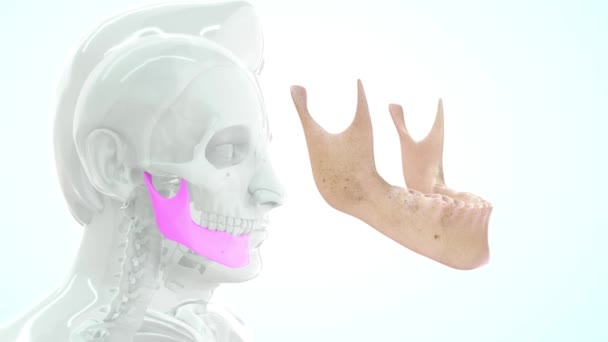 Filmati Anatomia Umana Ossea Denti — Video Stock