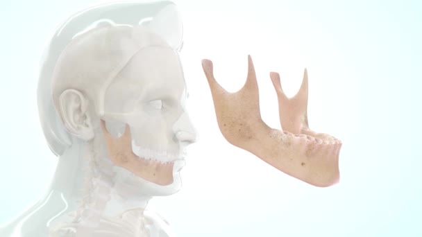 Footage Bone Human Anatomy Teeth — Stock Video