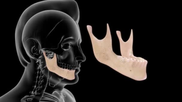 3D段骨骼 人体解剖及牙齿图像 — 图库视频影像