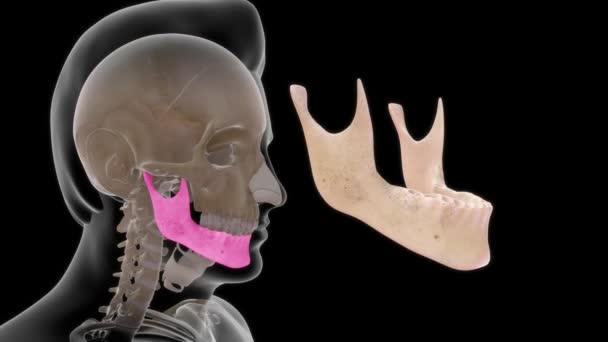 Filmati Anatomia Umana Ossea Denti — Video Stock