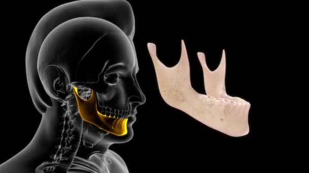 Filmati Anatomia Umana Ossea Denti — Video Stock