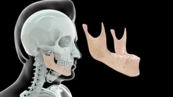 Filmati Anatomia Umana Ossea Denti — Video Stock