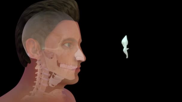 Nsan Anatomisi Orta Kulak Görüntüsü — Stok video