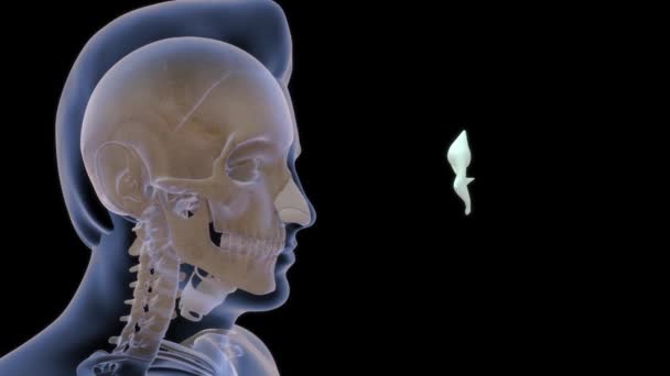 Кадры Анатомии Человека Среднего Уха — стоковое видео