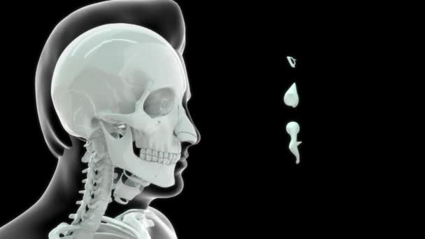 Images Anatomie Humaine Osseuse Des Dents — Video