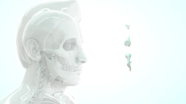 Záběry Lidské Anatomie Kostí Zubů — Stock video