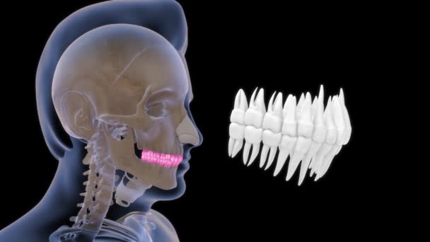 Záběry Lidské Anatomie Kostí Zubů — Stock video