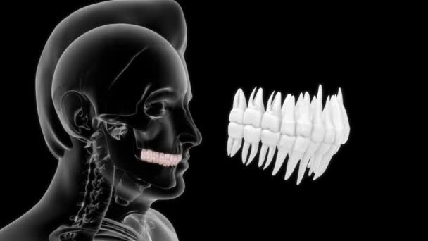 Nsan Anatomisi Dişlerinin Boyutlu Görüntüleri — Stok video