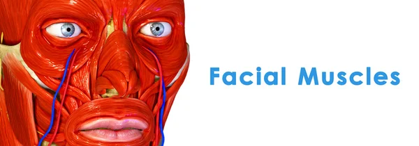 Facial Muscles — Stock Photo, Image