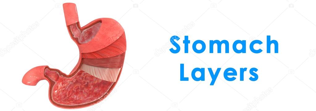 Stomach Layers