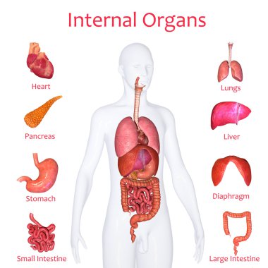 iç organları