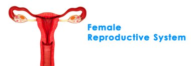 kadın üreme sistemi
