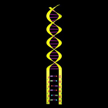 DNA: