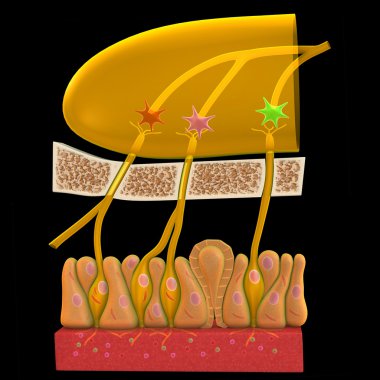 Nose receptor clipart