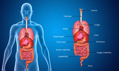 Organlar