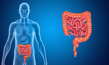Small and large Intestine clipart