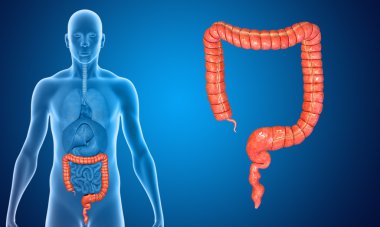 Large Intestine clipart