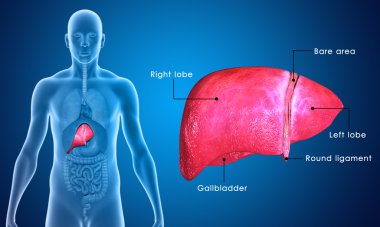 Liver clipart