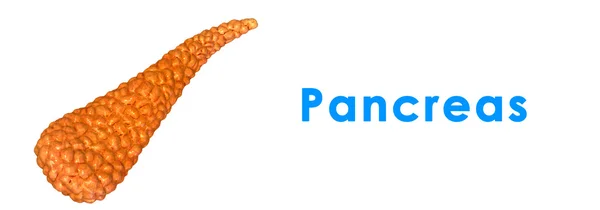 Pankreas — Stok fotoğraf