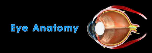 Anatomia oka — Zdjęcie stockowe