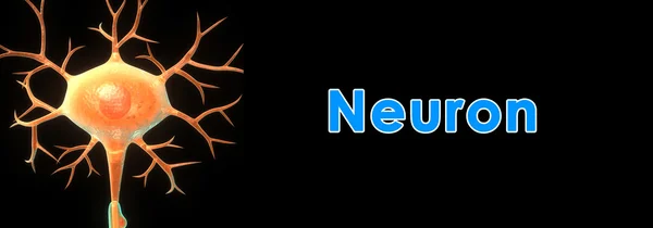 Neurone — Photo