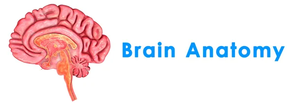 Mozková anatomie — Stock fotografie