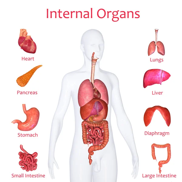 Organos internos del cuerpo humano en español