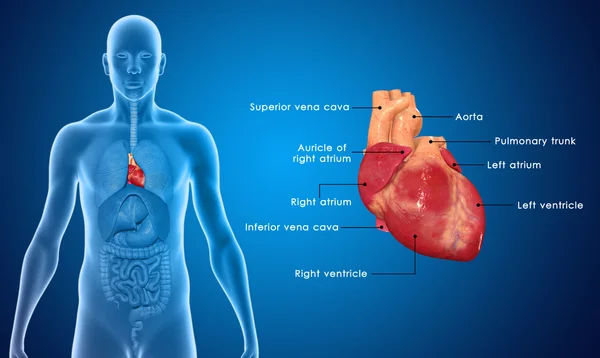 Människans hjärta — Stockfoto
