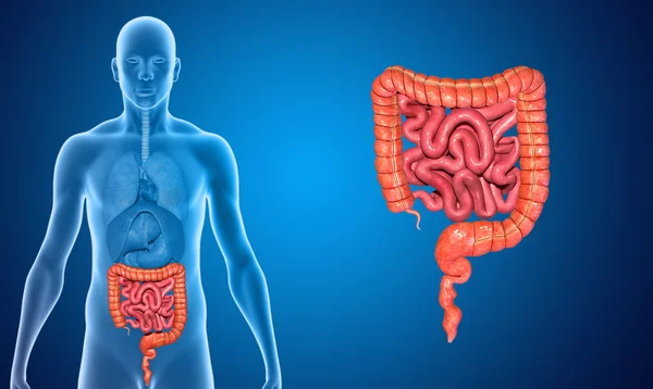 Intestino pequeno e grande — Fotografia de Stock