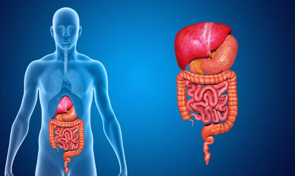 Sistema digestivo — Foto de Stock