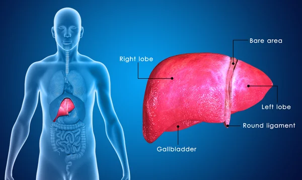 Liver — Stock Photo, Image