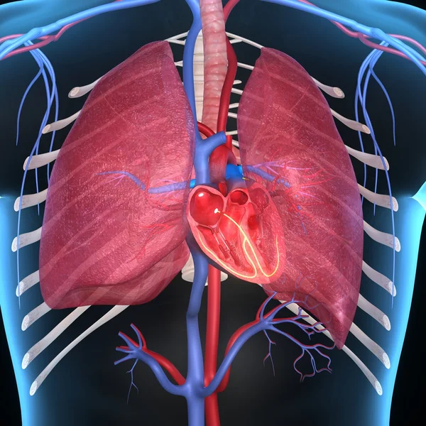 Human Heart — Stock Photo, Image