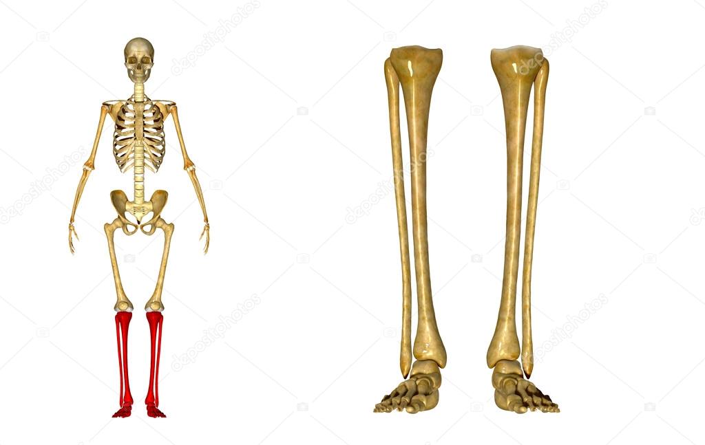 Skeleton Legs