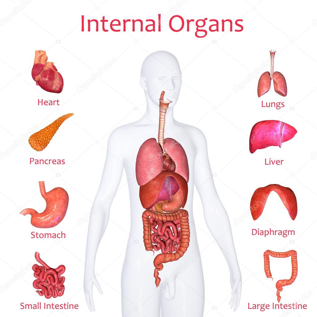 Internal organs human body anatomy organ icons Vector Image